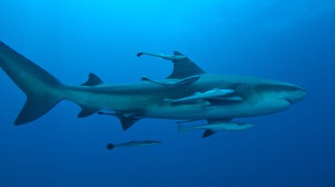 InvastionOfTheBullSharks (1).jpg
