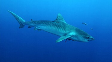 World’s biggest tiger Shark (1).jpg