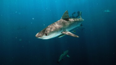 World’s biggest tiger Shark.JPG
