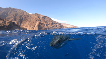 zero shark thirty (3).PNG