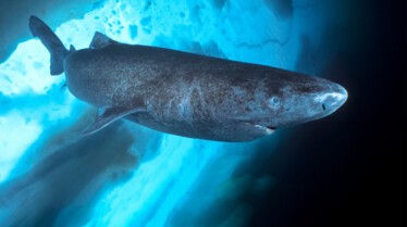 Étranges requins.jpg