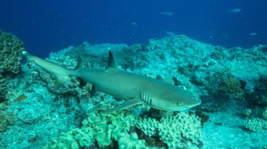 OperationSharklift_03.jpg