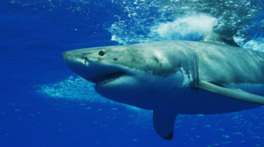 zero shark thirty (2).PNG