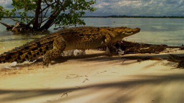 Les crocos des Caraïbes (1).jpg