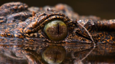 Les crocos des Caraïbes.jpg