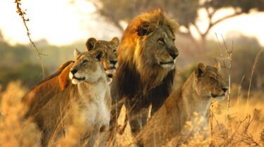 Le royaume sauvage  La mère des lions (1).jpg