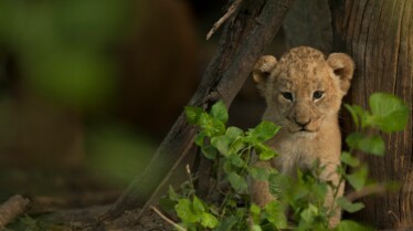 Le royaume sauvage  La mère des lions (2).jpg