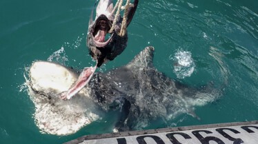 OperationSharklift.jpg.jpg