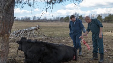 L'incroyable Dr Pol  Retour vers la suture (1).jpg