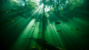 Champions par nature Un concours d'ingeniosite (2).jpg