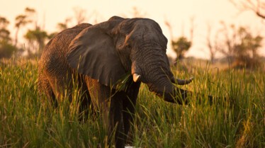Mensah_Reine_elephante (2).jpg