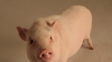 Intelligence animale Cochons savants.jpg