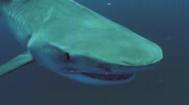 Les_rois_des_aquariums__laquarium_de_requins.jpg