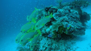 CoralKingdom_EquatorsWildSecrets_Ep104_08.jpg