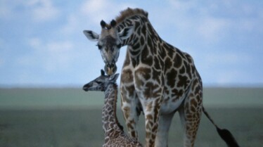 EquatorsWildSecrets_Ep103_03.jpg