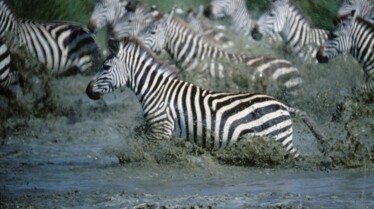 EquatorsWildSecrets_Ep103_04.jpg