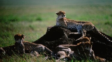 EquatorsWildSecrets_Ep103_07.jpg