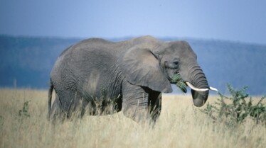 EquatorsWildSecrets_Ep103_08.jpg