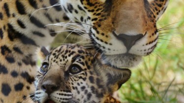 EquatorsWildSecrets_Ep106_02.jpg