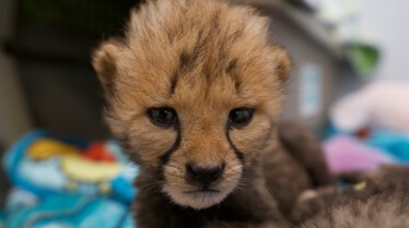 LoveIsACheetahCub_SecretsOfTheZoo_Ep107_01.jpg