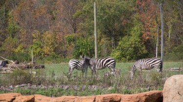 SecretsOfTheZoo_Ep106_04.jpg