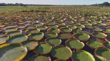 AmazonTheGreatFlood_106_EquatorsWildSecrets_LR_1.JPG
