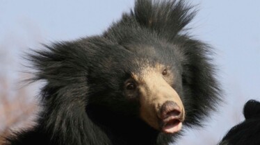 Baloo_le_paresseux (1).JPG