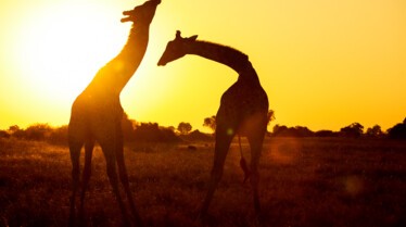 L'Afrique à l'état sauvage  La guerre des sexes.jpg