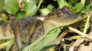 Bébés mais dangereux !  Les survivants d'Amazonie.JPG