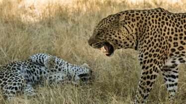 L'Afrique à l'état sauvage La guerre des sexes (2).jpg
