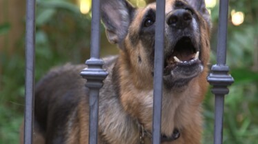 SOS Cesar Panique à la maison (1).JPG