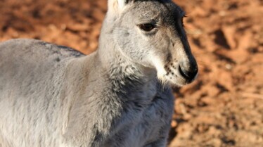 Bebes_mais_dangereux_ (1).JPG