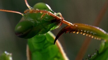 Les_Zarbis_Armes_bizarres (1).jpg