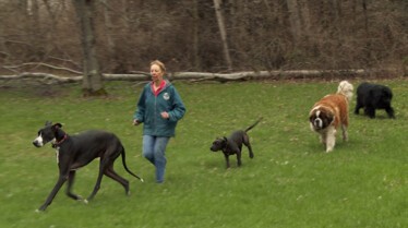 L'incroyable Dr Pol  Un dogue allemand à la fois (2).JPG
