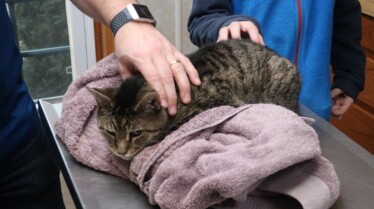 L'incroyable Dr Pol Un dogue allemand à la fois.jpg