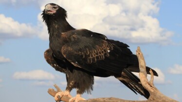 Monstres d'Australie Cauchemars du Nord.jpg