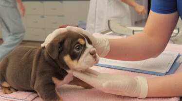 Urgences Animales Alerte rouge (1).jpg