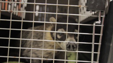 Urgences Animales Alerte rouge (2).jpg