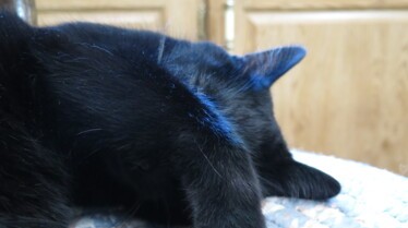 L'incroyable Dr Pol  Les chats prennent le pouvoir (1).jpg