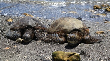 Ep101_001_WildHawaii.jpg