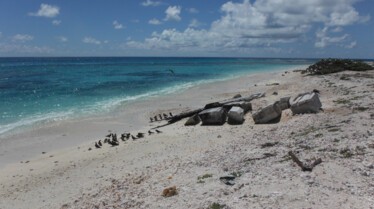 Ep102_004_WildHawaii.jpg