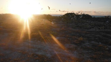 Ep102_016_WildHawaii.jpg
