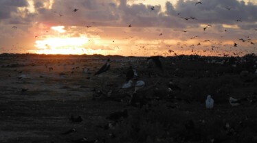 Ep102_035_WildHawaii.jpg