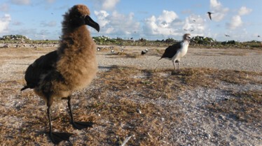 Ep102_039_WildHawaii.jpg