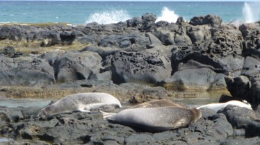 Ep102_060_WildHawaii.jpg