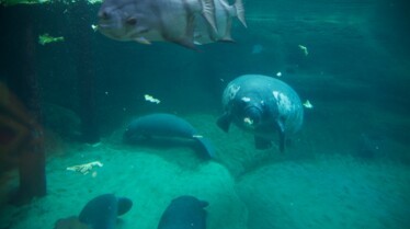 Secrets of The Zoo (1).jpg