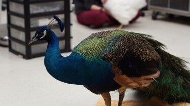 Urgences Animales Max le miraculé (1).jpg