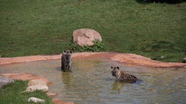 Au coeur du zoo 1.jpg