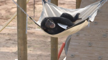 EP101_MeetTheChimps_01_f.jpg