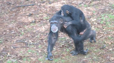 Ep102_MeetTheChimps_06_f.jpg